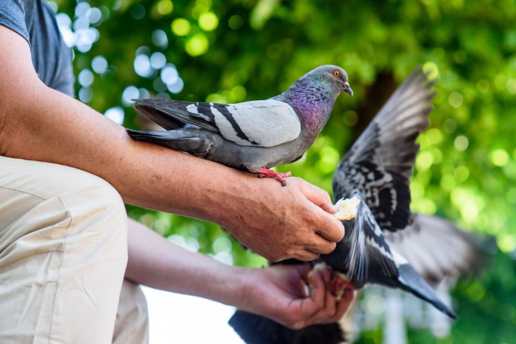 Quelles sont les précautions à prendre lors de la sortie en plein air de vos oiseaux exotiques ?