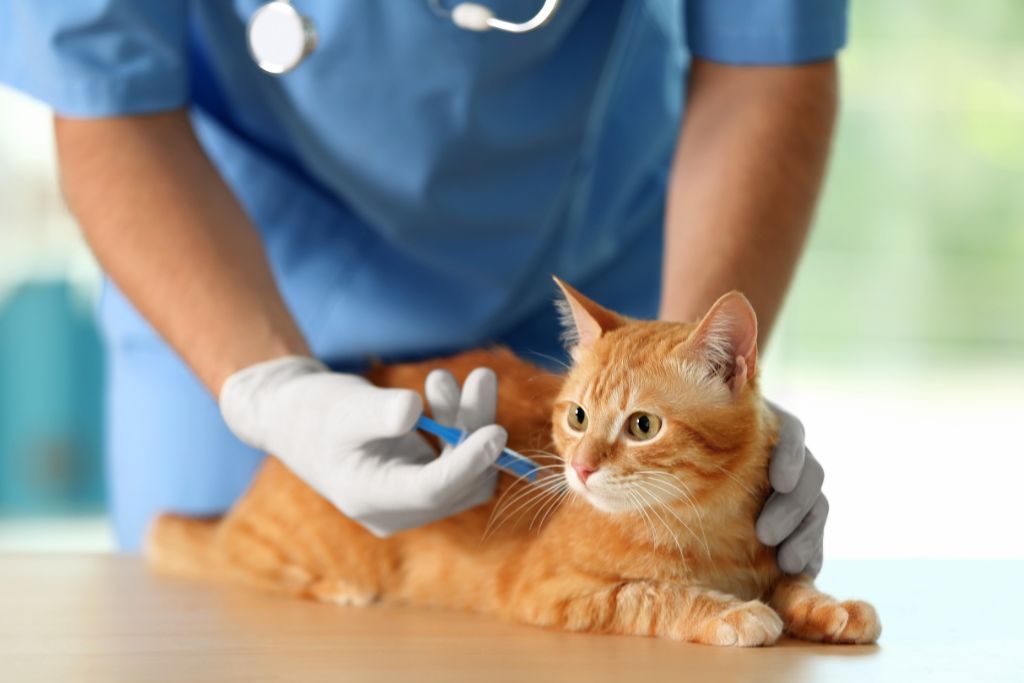 Quels sont les vaccins obligatoires pour les chats ?